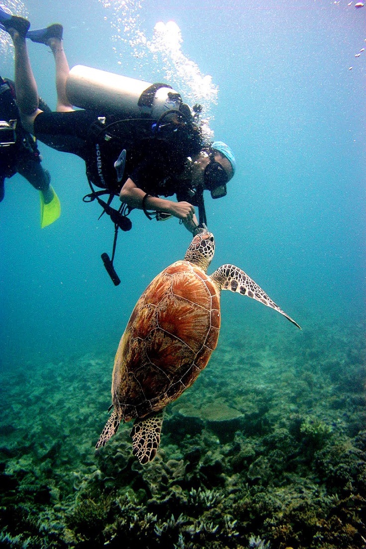 Diver with turtle in Sipadan Island, Malaysia